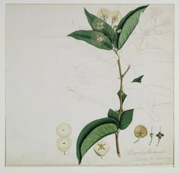 Syzygium aqueum (Burm. f.) Alston (pomme rose d